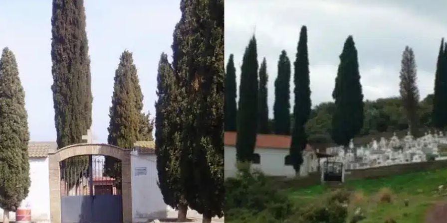Γιατί στα νεκροταφεία φυτεύουν κυπαρίσσια – Η απάντηση της εκκλησίας