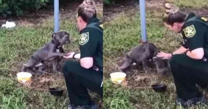 Σκύλος δεμένος σε κοντάρι: τεντώνει το πόδι του στην αστυνομικό που τον έσωσε