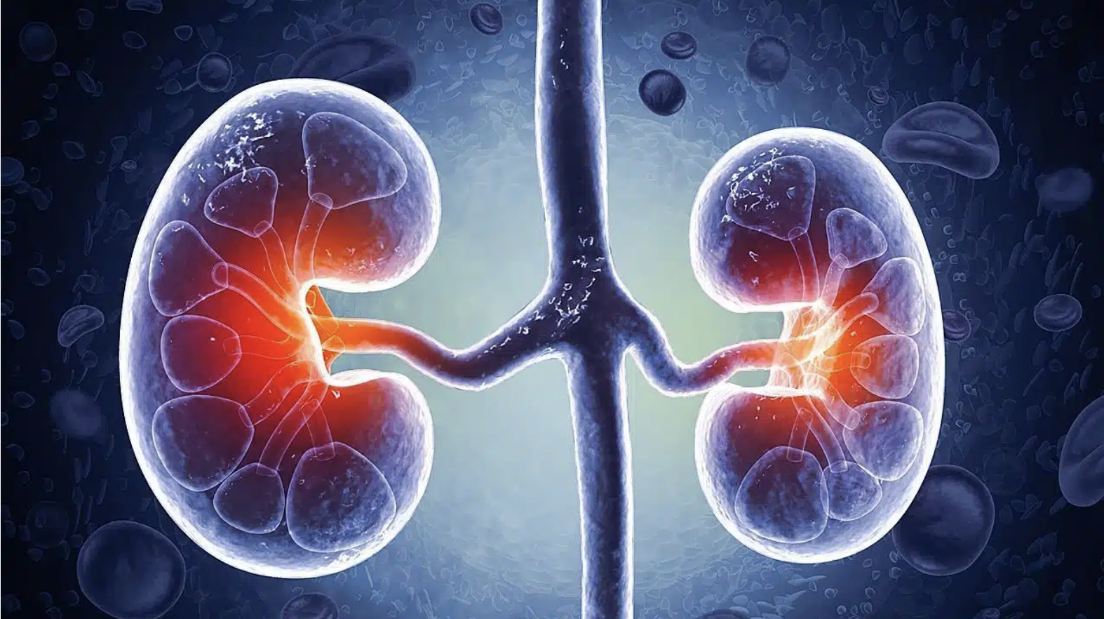 Η διατροφή που «σώζει» τα νεφρά – Τι να κόψετε αμέσως και τι να τρώτε κάθε μέρα