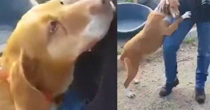 Ο Δημοσιογράφος Υιοθετεί Το Σκυλί Που Δεν Σταματούσε Να Τον Αγκαλιάζει Σε Ένα Καταφύγιο