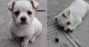 Μικρό κουτάβι επιμένει να μην αφήνει το κάλυμμα του φρεατίου μέχρι να ανακαλύψουν τη σπαρακτική ιστορία του