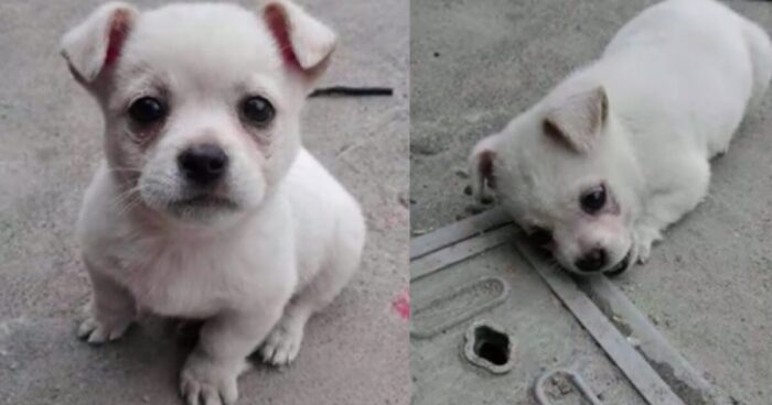 Μικρό κουτάβι επιμένει να μην αφήνει το κάλυμμα του φρεατίου μέχρι να ανακαλύψουν τη σπαρακτική ιστορία του