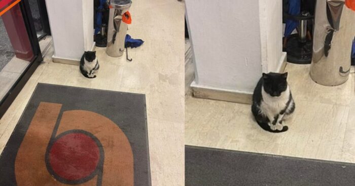 Γατούλα κάθεται μέσα σε κατάστημα Σκλαβενίτη για να αποφύγει το κρύο και τη βροχή- Είναι στην υποδοχή