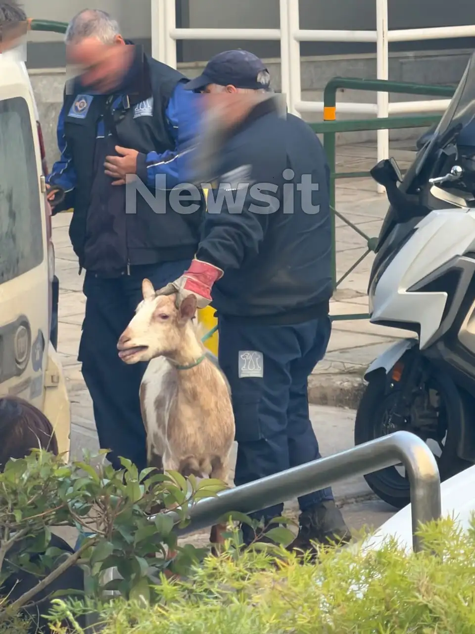 ampelokipoi zoa2 31032026