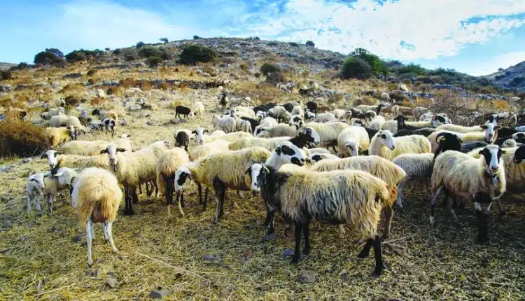 arnia provata.jpg 750x430 1