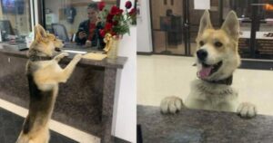 Σκύλος χάθηκε και πήγε και το… δήλωσε μόνος του σε αστυνομικό τμήμα (pics)