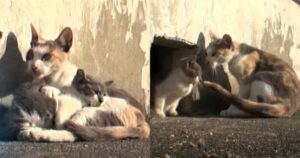 Γάτα Δεν Εγκαταλείπει Ποτέ Το Ανάπηρο Γατάκι Της Στην Ταράτσα – Βίντεο