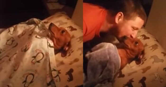 Σκυλίτσα Περιμένει Στο Κρεβάτι Κάθε Βράδυ Να Την Σκεπάσουν Και Να Την Φιλήσουν Για Να Κοιμηθεί