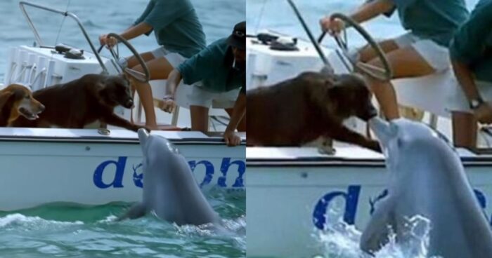 Μαγικό: Δελφίνι Πλησιάζει Σκάφος Με 2 Σκυλιά Για Να Τα Φιλήσει – Βίντεο