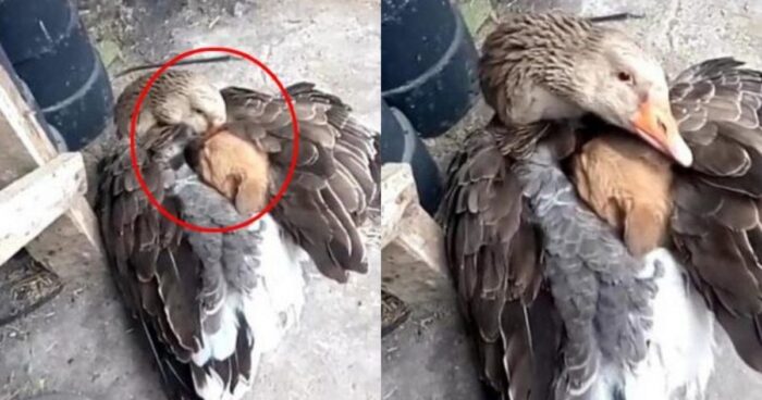 Χήνα Συγκινεί Και Φυλάει Αδέσποτο Κουτάβι Στην Αγκαλιά Της (pics)