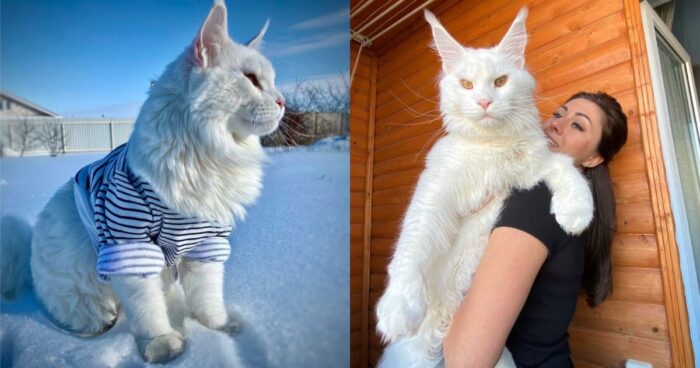 Γάτος Στη Ρωσία Μοιάζει Με Σκύλο Και Γίνεται Viral (pics)