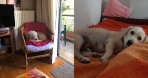 Σκυλάκος Ήταν Δεμένος Με Αλυσίδα Για 10 Χρόνια Στη Σύρο Επέζησε Και Βρήκε Νέο Σπίτι