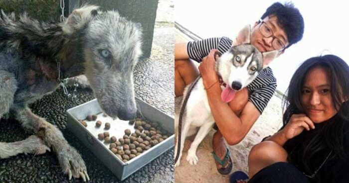 Έσωσαν ετοιμοθάνατο σκυλάκο, τον μεταμόρφωσαν και του χάρισε λίγη ζωή ακόμη