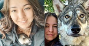 Γυναίκα Υιοθετεί Εγκαταλελειμμένο Λύκο Και Γίνονται Αχώριστοι