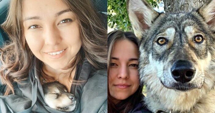 Γυναίκα Υιοθετεί Εγκαταλελειμμένο Λύκο Και Γίνονται Αχώριστοι