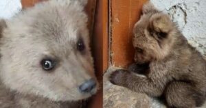 Φλώρινα: Αρκουδάκι Περιφερόταν Μόνο Σε Χωριό