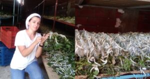 Άννα Καλτσίδου: Η 40χρονη Σερραία Επανέφερε Την Εκτροφή Μεταξοσκώληκα! (pic)