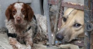 Επιτέλους Έγινε Νόμος: Αντιμέτωπος με κακούργημα και ποινή κάθειρξης έως και 10 έτη όποιος θανατώνει ή βασανίζει ζώο