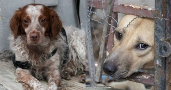 Επιτέλους Έγινε Νόμος: Αντιμέτωπος με κακούργημα και ποινή κάθειρξης έως και 10 έτη όποιος θανατώνει ή βασανίζει ζώο