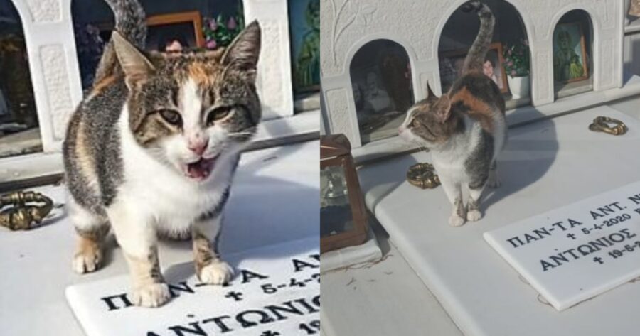 Έκλαψαν και οι πιο σκληροί: Γατάκι ζει μόνιμα στον τάφο των ανθρώπων που το είχαν