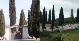 Γιατί στα νεκροταφεία φυτεύουν κυπαρίσσια – Η απάντηση της εκκλησίας