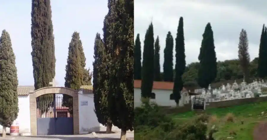 Γιατί στα νεκροταφεία φυτεύουν κυπαρίσσια – Η απάντηση της εκκλησίας