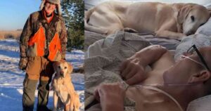 Έμεινε δίπλα του μέχρι το τέλος! Λαμπραντόρ Πεθαίνει μέσα σε μία ώρα από την αναχώρηση του κηδεμόνα του