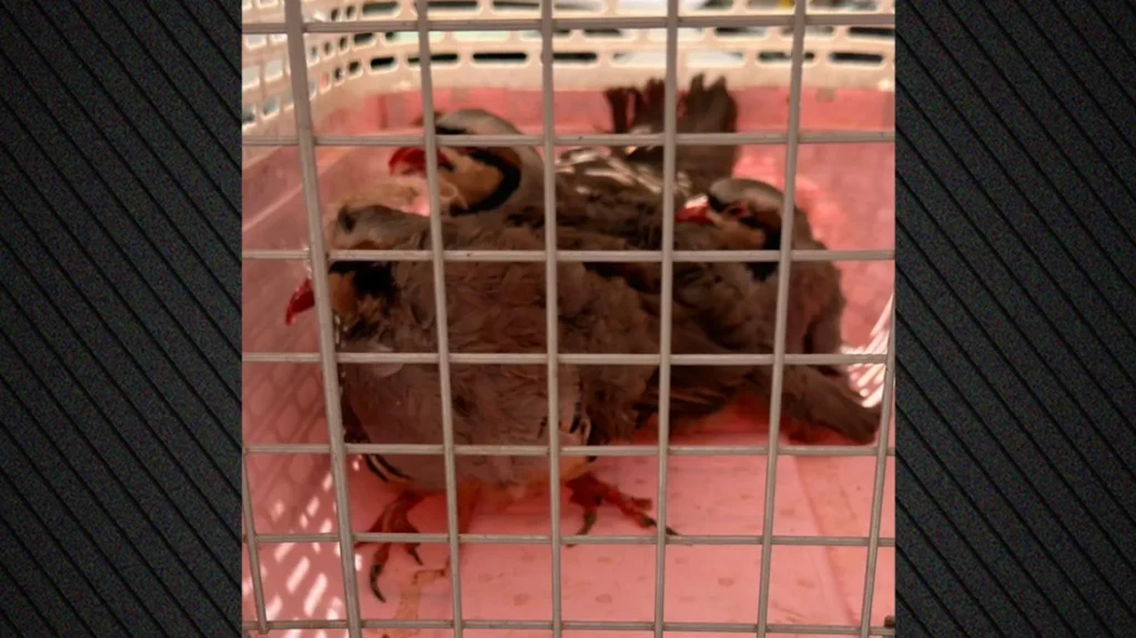 Απίστευτα πράγματα στους Αμπελόκηπους: Είχε στην ταράτσα του… 31 κοτόπουλα και 10 πτηνά, 10 κατσίκες και 3 ερίφια