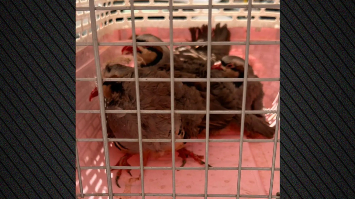 Απίστευτα πράγματα στους Αμπελόκηπους: Είχε στην ταράτσα του... 31 κοτόπουλα και 10 πτηνά, 10 κατσίκες και 3 ερίφια