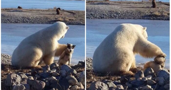 Αρκούδα Συναντά Έναν Σκύλο Και Προτιμά Αντί Να Του Επιτεθεί, Να Τον Χαϊδέψει