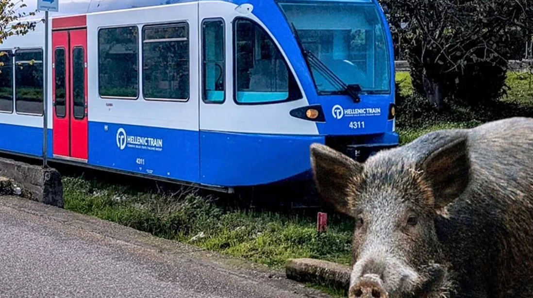 Αμαξοστοιχία της Hellenic Train συγκρούστηκε με… αγριογούρουνο – Ταλαιπωρία για 22 επιβάτες
