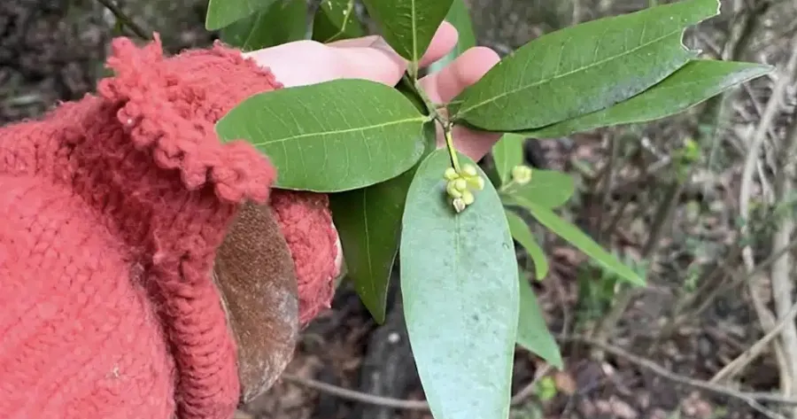 Το «βότανο της χριστιανοσύνης» που αντιμετωπίζει τις πέτρες στα νεφρά και τον διαβήτη και βελτιώνει τη μνήμη