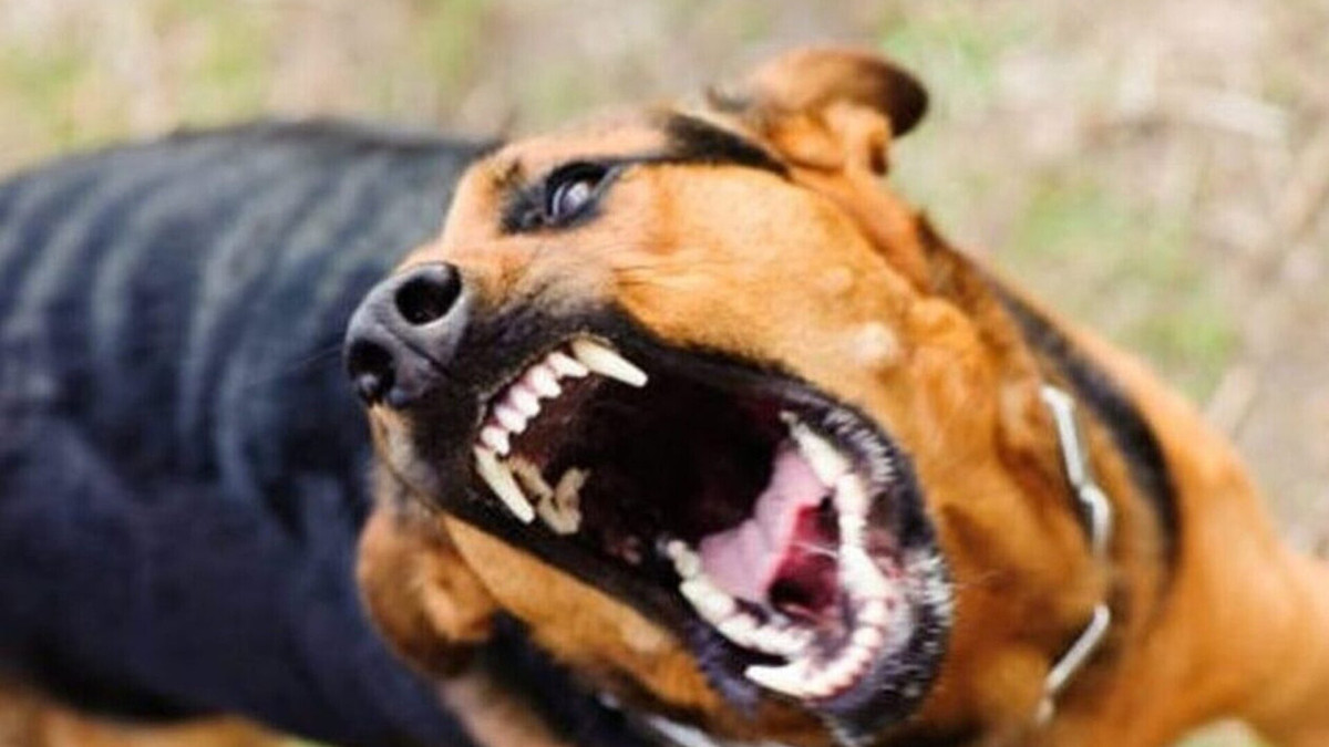 Θρίλερ στον Πειραιά: Σκύλος δάγκωσε στο κεφάλι 2χρονο κοριτσάκι