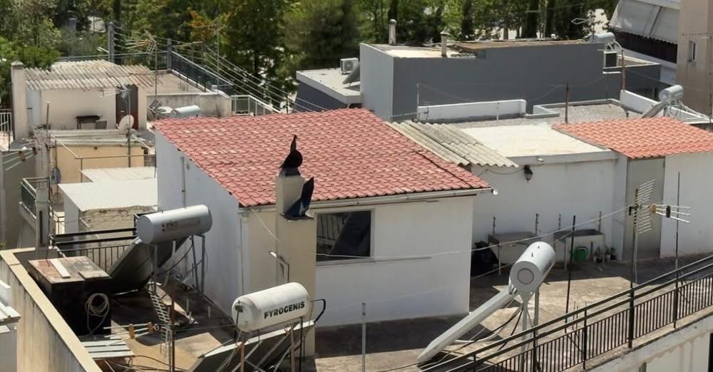 Περιστέρι: Σε αυτό το δώμα και μέσα σε ακαθαρσίες έμεναν τα 6 παιδιά με τους γονείς τους