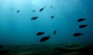 ΕΚΤΑΚΤΟ – ΜΟΛΙΣ ΑΝΑΚΟΙΝΩΘΗΚΕ – ΓΙΑ ΑΥΤΟ ΜΥΡΙΖΕ ΕΝΤΟΝΑ ΟΛΗ Η ΑΤΤΙΚΗ ΑΕΡΙΟ – ΣΟΚ ΑΠΟ ΤΙ ΕΙΝΑΙ