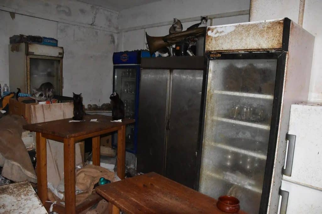 Δονούσα: Νέες καταγγελίες σοκ για τις γάτες της υπόθεσης-φρίκης