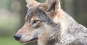 Φωκίδα: Λύκος επιτέθηκε σε γυναίκα – Πάλεψε 10 λεπτά μαζί του και σώθηκε