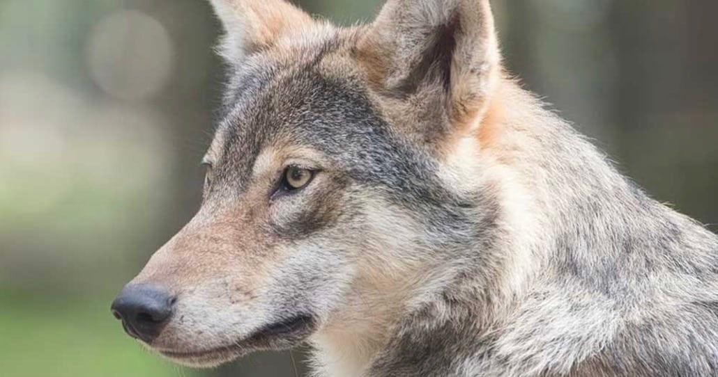 Φωκίδα: Λύκος επιτέθηκε σε γυναίκα – Πάλεψε 10 λεπτά μαζί του και σώθηκε