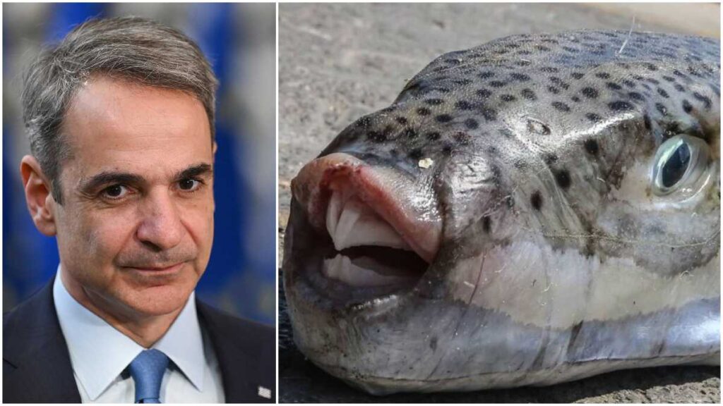 4,73 ευρώ το ένα κιλό λαγοκέφαλων: Η κυβέρνηση επιδοτεί τους ψαράδες ώστε να «καθαρίσουν» τις ελληνικές θάλασσες από το επικίνδυνο είδος ψαριού!