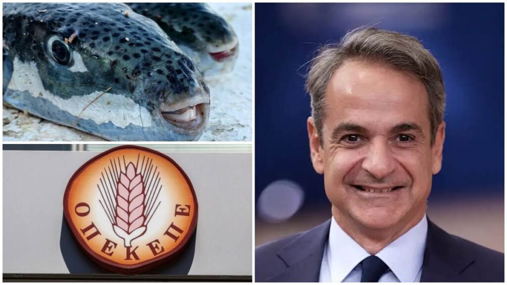 Έκρηξη κατά Μητσοτάκη: «Φοβάσαι νέο ΟΠΕΚΕΠΕ στη θάλασσα και δεν παίρνεις μέτρα για τους λαγοκέφαλους;»
