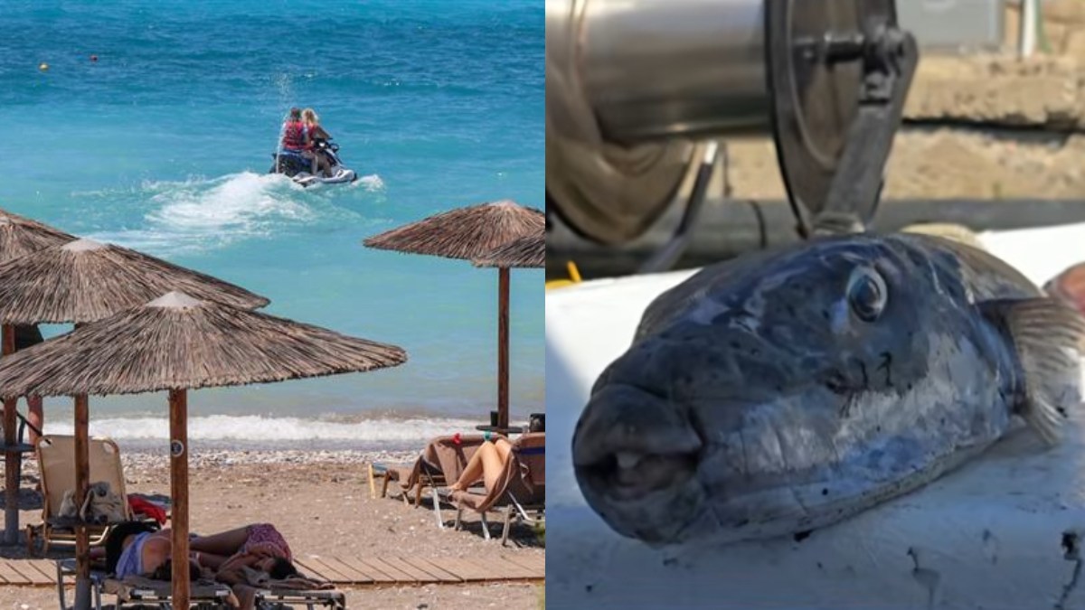 Λαγοκέφαλος δάγκωσε λουόμενη στην Χαλκιδική: «Δεν με άφηνε, κοιτάω και βλέπω ένα τεράστιο ψάρι» – Δείτε το βίντεο με την μαρτυρία