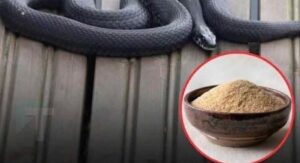 Μπορούν πραγματικά οι έντονες μυρωδιές να κρατήσουν τα φίδια μακριά;