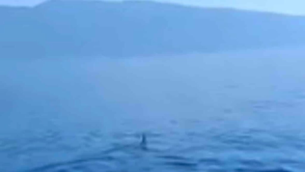 Καρχαρίας μάκο εμφανίστηκε στον Παγασητικό: «Πρόκειται για ένα άγριο ζώο», λέει ειδικός