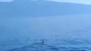 Καρχαρίας μάκο εμφανίστηκε στον Παγασητικό: «Πρόκειται για ένα άγριο ζώο», λέει ειδικός