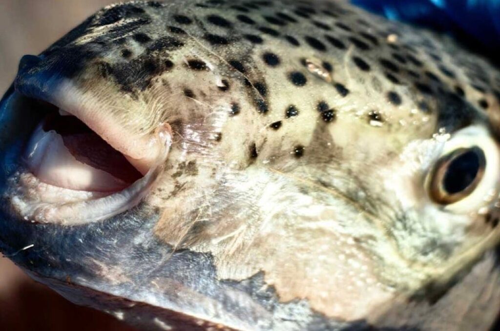 Μετά τον λαγοκέφαλο, έφθασε και ο «Φαραώ Καρδινάλιος» από το Ορμούζ