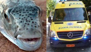 Λαγοκέφαλος επιτέθηκε σε λουόμενους και τους έστειλε στο νοσοκομείο