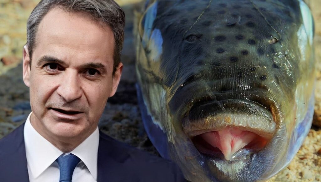 Τόσο ευρώ το κιλό η επιδότηση – Έρχεται σοβαρό σχέδιο από την ελληνική κυβέρνηση για καθαρισμό των ελληνικό θαλασσών από τους λαγοκέφαλους