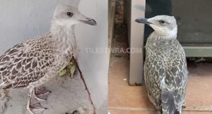 Η Αθήνα γέμισε με νεαρούς γλάρους – Τι πρέπει να κάνουν οι πολίτες