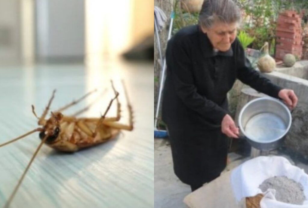 Τέλος κατσαρίδες και μυρμήγκια το καλοκαίρι: Το κόλπο της γιαγιάς με την στάχτη που κάνει θαύματα