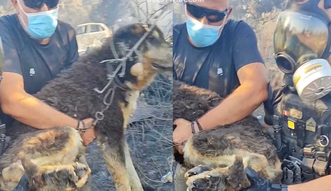 Αστυνομικοί έσωσαν σκύλο από τα καμμένα στη φωτιά στο Ωραιόκαστρο